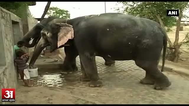  प्यास से तड़पते हाथी