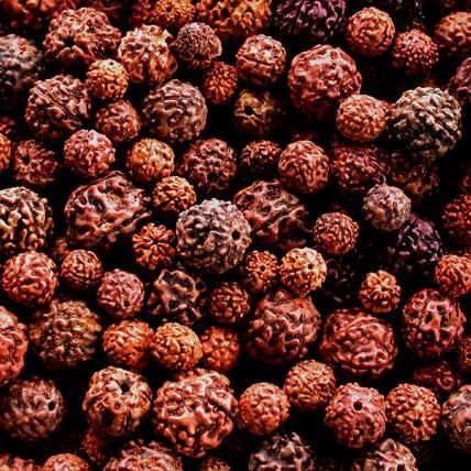 रुद्राक्ष धारण करने वालों को यह बातें जरुर जाननी चाहिए rudraksha mala benefits