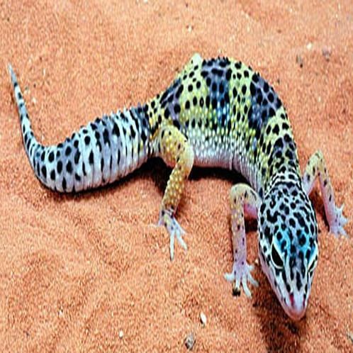 40 लाख में चोरी छिपे बिक रही है 'मर्दानगी बढ़ाने वाली छिपकली' 40 lakh for per gecko lizard