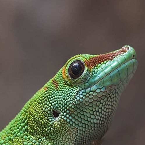 40 लाख में चोरी छिपे बिक रही है 'मर्दानगी बढ़ाने वाली छिपकली' 40 lakh for per gecko lizard