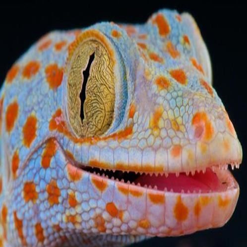 40 लाख में चोरी छिपे बिक रही है 'मर्दानगी बढ़ाने वाली छिपकली' 40 lakh for per gecko lizard