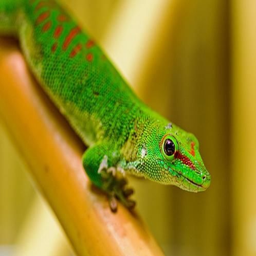 40 लाख में चोरी छिपे बिक रही है 'मर्दानगी बढ़ाने वाली छिपकली' 40 lakh for per gecko lizard