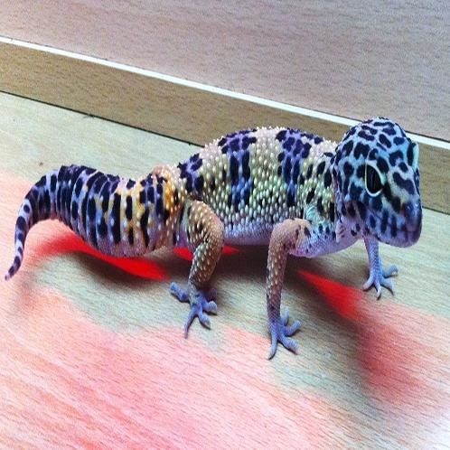 40 लाख में चोरी छिपे बिक रही है 'मर्दानगी बढ़ाने वाली छिपकली' 40 lakh for per gecko lizard