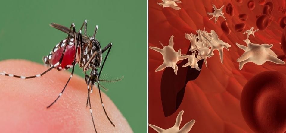 अब हरिद्वार पर डेंगू का कहर, एक दिन में 64 मरीज - अमर उजाला