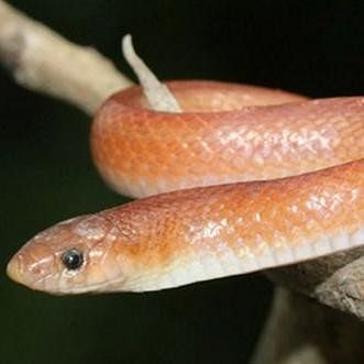 very rare red coral khukhri snake found in uttarakhand