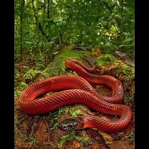 very rare red coral khukhri snake found in uttarakhand