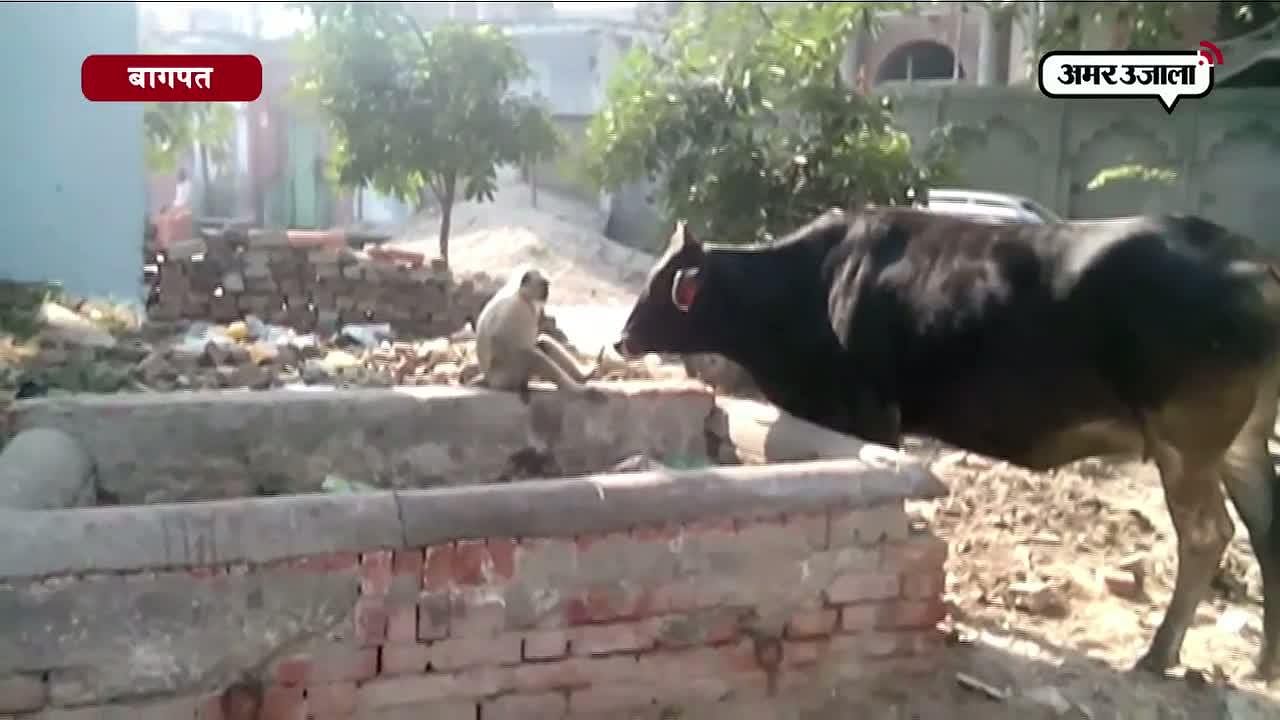 सनी देओल भी अपने इस डायलॉग को सुन लें तो हंसते-हंसते पेट पकड़ लें 4 गाय और लंगूर की दोस्ती