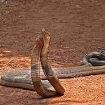 see a weird shiv temple, where snakes dont bite, haryana news
