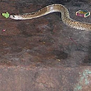 see a weird shiv temple, where snakes dont bite, haryana news
