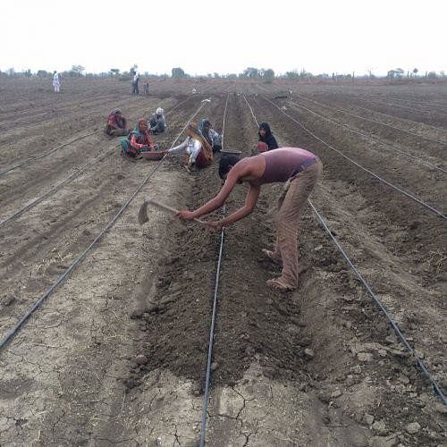 Man Left His High Paying Job For Natural Farming