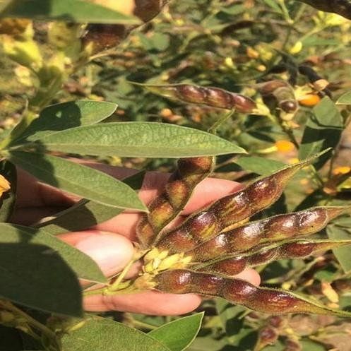 Man Left His High Paying Job For Natural Farming