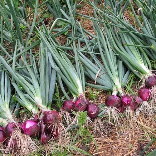 Man Left His High Paying Job For Natural Farming
