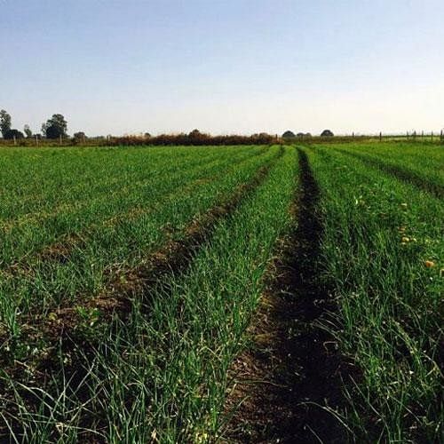 Man Left His High Paying Job For Natural Farming