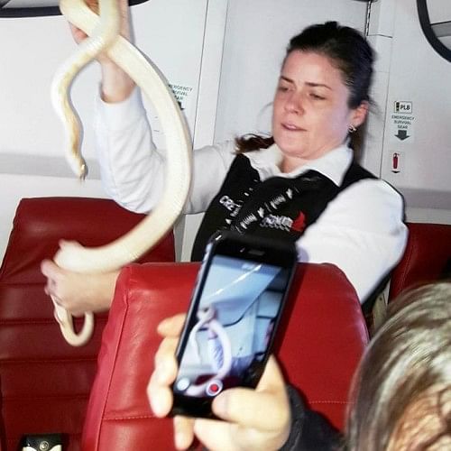 Passengers’ horror as pet snake slithers through US flight 