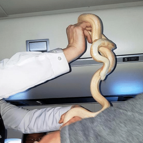 Passengers’ horror as pet snake slithers through US flight 