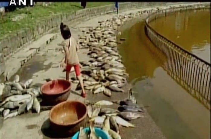 Image result for रिवालसर झील में अचानक मरने लगीं हजारों मछलियां, पानी का रंग भी बदला