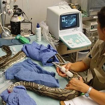 Girl discoverd scaring habbit of her pet python while sleeping with reptile