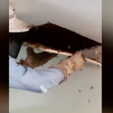 watch how girl found thousands of bees living inside the room ceiling