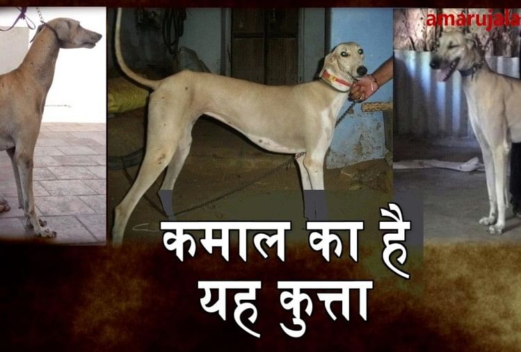 chippi parai dogs are now part of indian army