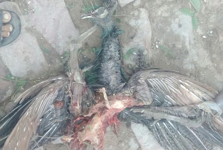 तूफान से राष्ट्रीय पक्षी मोर की मौत मोर की मौत