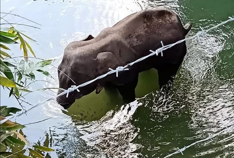 केरल में हथिनी की मौत: याचिका में सीबीआई या एसआईटी से जांच कराने का अनुरोध केरल गर्भवती हथिनी की हत्या का मामला