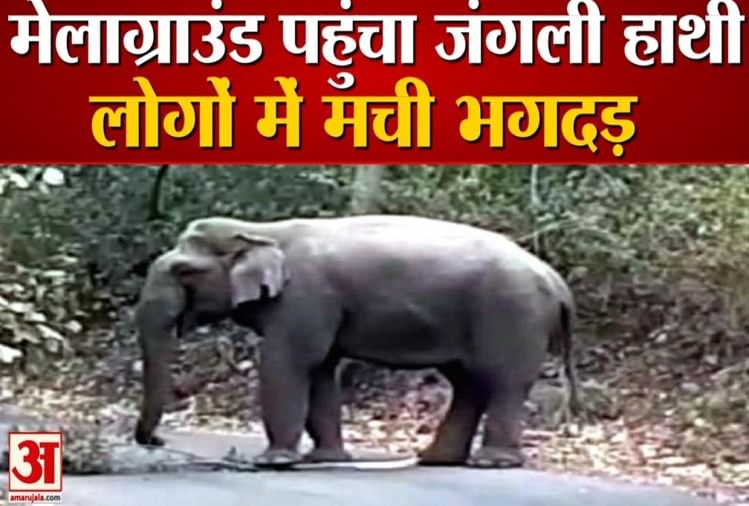 मेला क्षेत्र में देर रात मदमस्त जंगली हाथी पहुंच गया