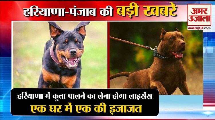 हरियाणा में कुत्ता पालने का लेना होगा लाइसेंस,एक घर में एक की इजाजत समेत हरियाणा की बड़ी खबरें