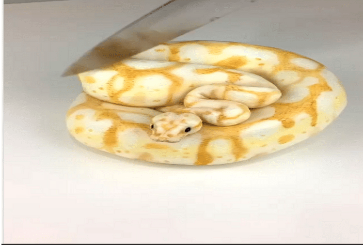 man cut realistic snake cake video goes viral on social media