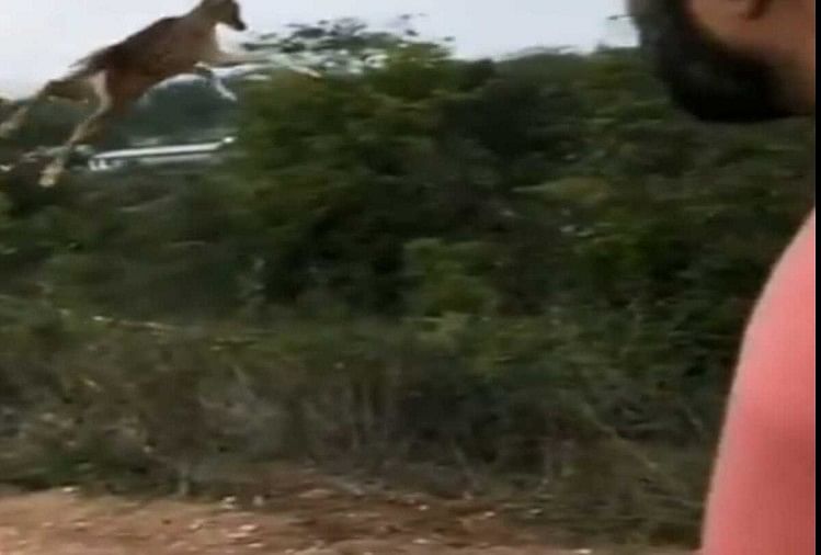 Deer was 7 fit flying in the air you will shocked after watching this video