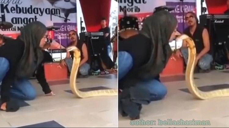 Viral Video girl seen kissing the king cobra, tremble video of girl went viral on social media