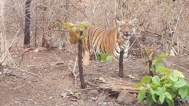 http://spiderimg.amarujala.com/assets/images/uploads/160506171200-tiger-searching-water-pic-2-624x351-pinkoojoseph-nocredit_572ecf8d578eb.jpg