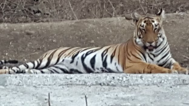 http://spiderimg.amarujala.com/assets/images/uploads/160506171344-tiger-searching-water-pic-3-640x360-pinkoojoseph-nocredit_572ed1ef5ddef.jpg