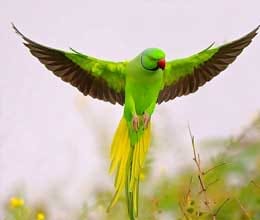 parrots picture help concentrate in studies à¤à¤° à¤® à¤¤ à¤¤ à¤ à¤ à¤¤ à¤° à¤²à¤ à¤ à¤¬à¤ à¤ à¤ à¤¬ à¤ªà¤¢ à¤ amar ujala hindi news live