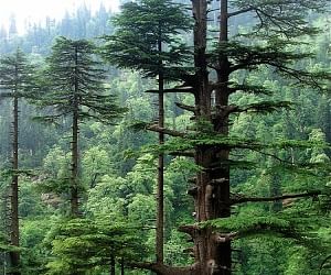 Deodar Will Remove Pine Tree From Uttarakhand त ज गल स च ड क ब दखल कर ग द वद र Amar Ujala Hindi News Live