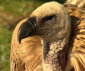 Himalayan Vultures In Danger द र लभ ह म लय ग द ध क ज न पर ह ईट शन Amar Ujala Hindi News Live