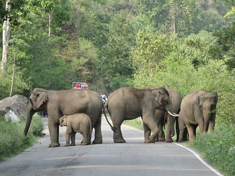 elephant on highway