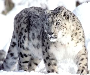 Snow Leopard Is Endangered In Himachal Pradesh ह म चल म र ज य पश क वज द पर म डर य बड खतर Amar Ujala Hindi News Live