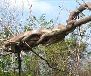 Omg Miracle Of 5 Snakes From 14 Day Omg À¤ À¤¦à¤¹ À¤¦ À¤¨ À¤¸ À¤ª À¤ À¤¸ À¤ª À¤ À¤à¤®à¤¤ À¤ À¤° Amar Ujala Hindi News Live Hindi name for snake plant? omg miracle of 5 snakes from 14 day