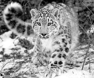 Rare Ice Leopard Seen In Nanda Devi National Park उत तर ख ड क मर म द ख द र लभ ह म त द ए क क नब Amar Ujala Hindi News Live