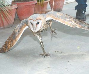 Owl Sit On House Roof In Kanpur य प इस रहस यमय उल ल क द खकर पह च गय त त र क भ Amar Ujala Hindi News Live