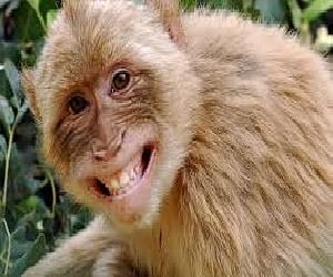 Monkey Bite Anti Rabies By Forest Department. - बंदर ने काटा तो वन विभाग देगा एंटी रैबीज - Amar Ujala Hindi News Live