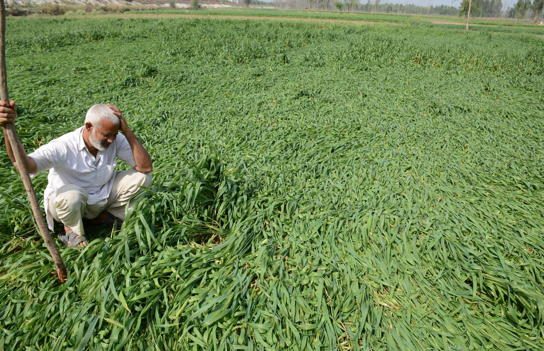 Coronavirus India Live Update Wheat Crop Also Affected Due To Lockdown Difficulty For Fodder Coronavirus स अन नद त ब ह ल न ग ह क टन क ल ए मजद र त पश ओ क च र क दरक र