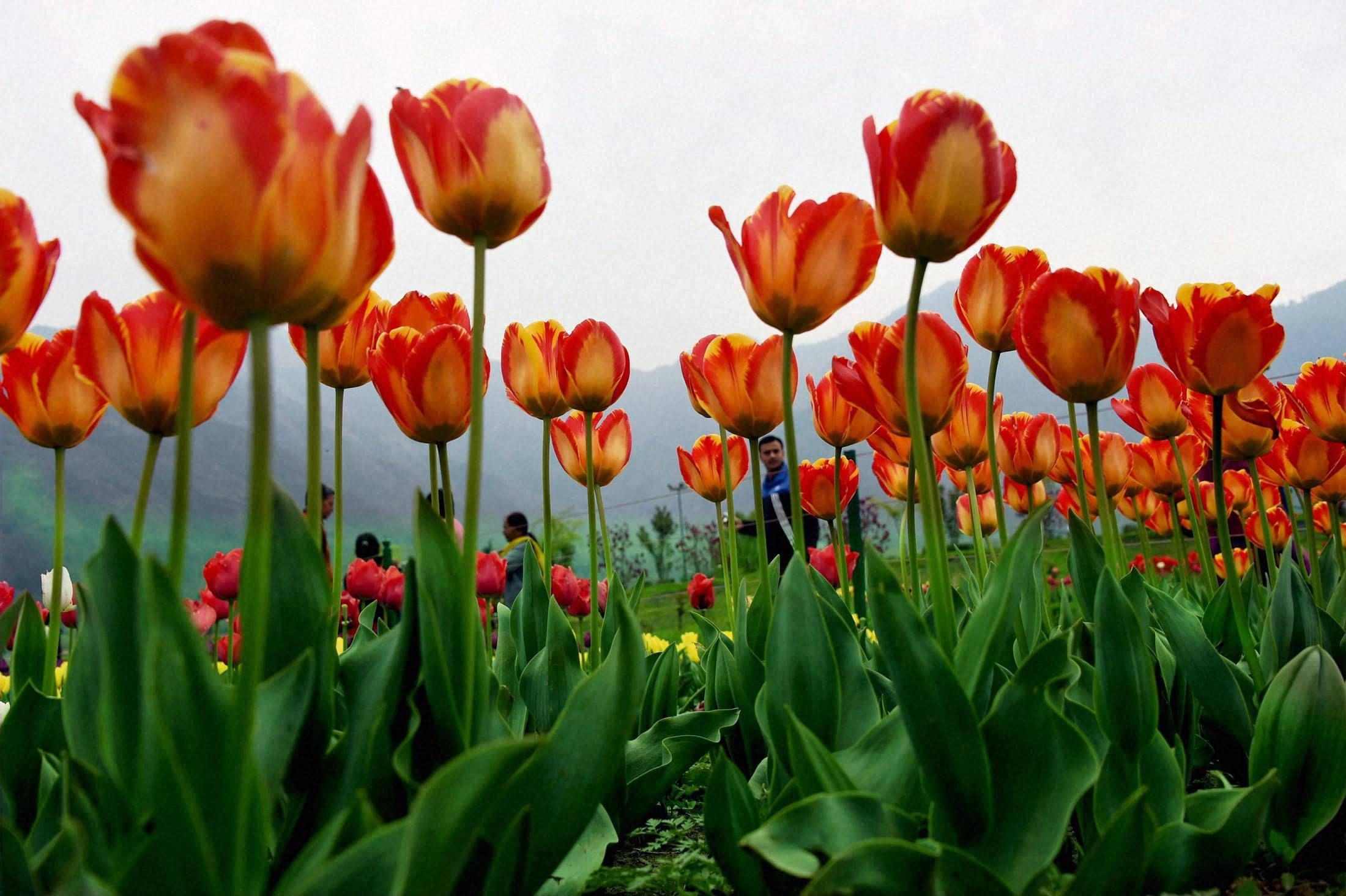 Tourists Are Charmed Tulip Flower पर्यटकों का मन मोह रहे ट्यूलिप के