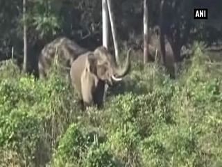 राजा जी पार्क में हाथियों ने मचाया हड़कम्प 