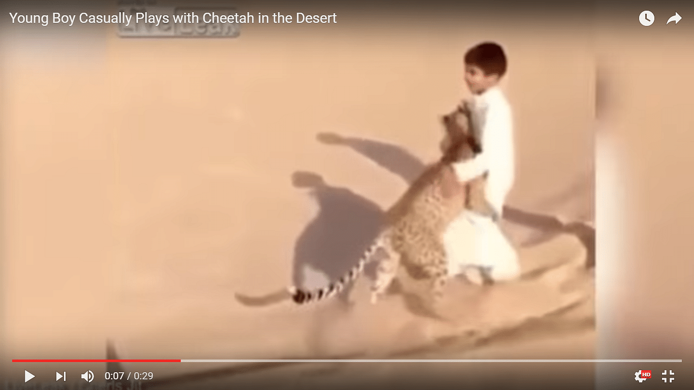 child play with tiger video goes viral on social media