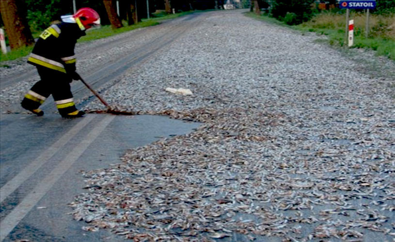 Fish Rain From The Sky For Hundred Years 100 सालों से हो