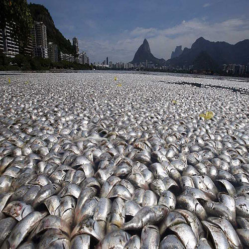 Fish Rain From The Sky For Hundred Years 100 सालों से हो