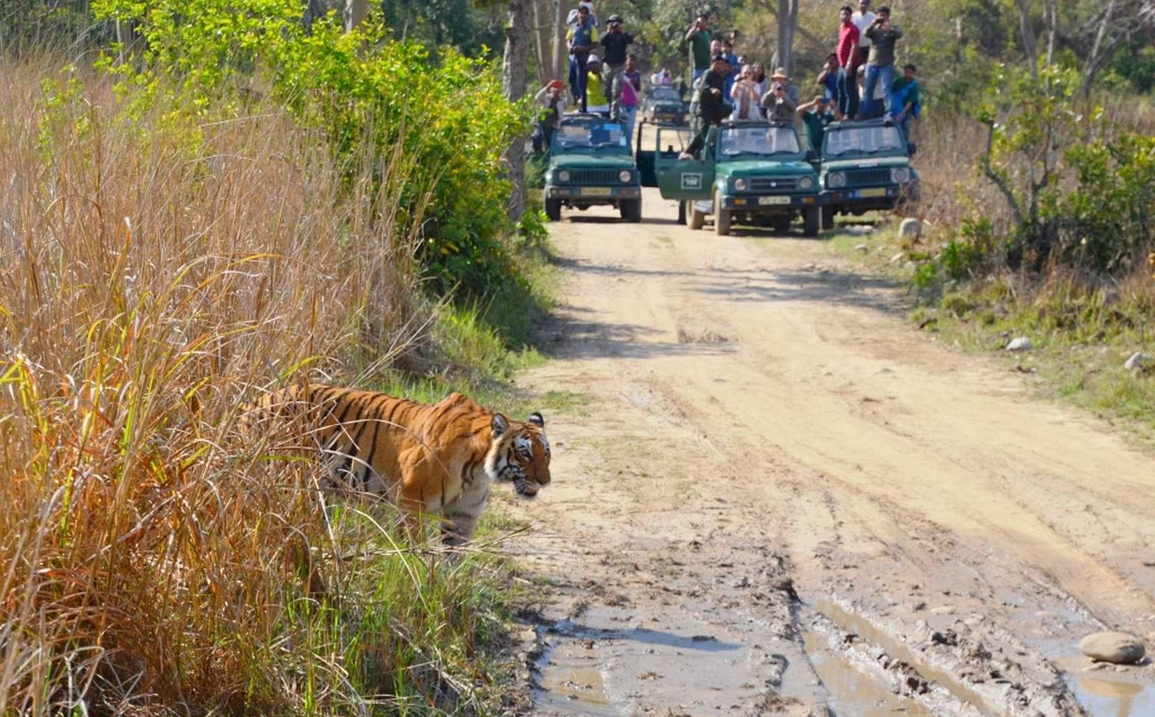 Unlock-1 in uttarakhand: Corbett national park open from Today for jungle safari, only 4 Booking On first Day