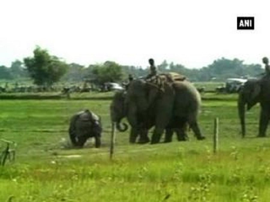 गैंडे को भगाने के लिए वन विभाग ने लिया हाथी का सहारा