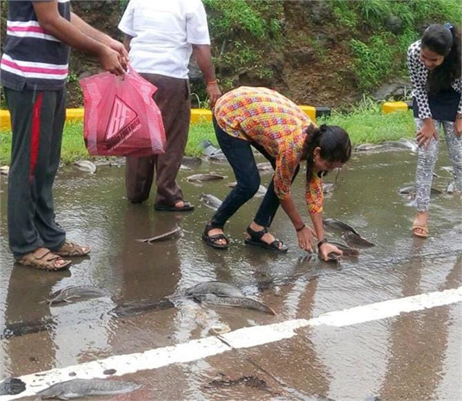 Fish Rain On Mumbai Pune Expressway वायरल हुई मुंबईपुणे